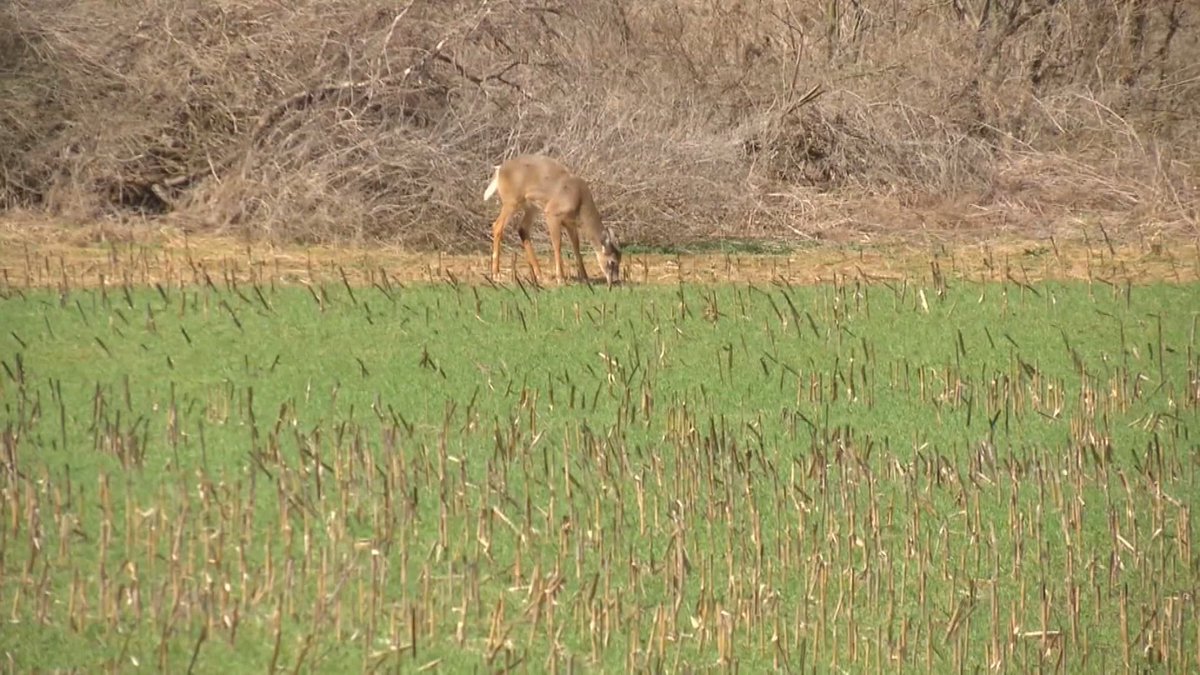 Ohio woman killed after deer she was trying to domesticate attacks her